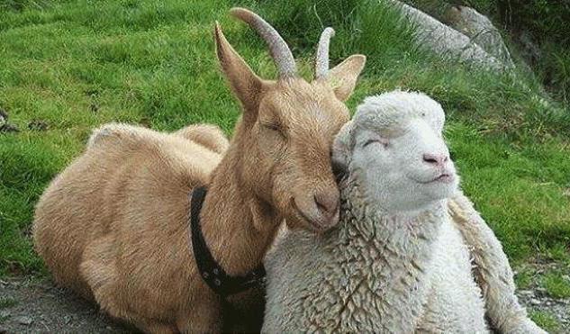 veterinary sanitary rules for keeping productive animals