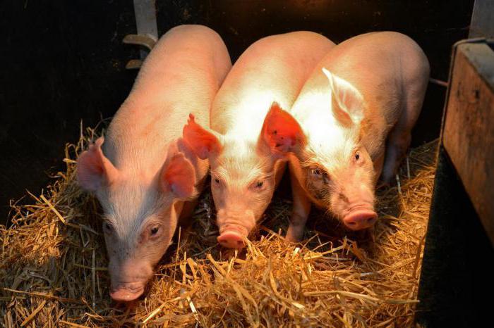 productive animal cat