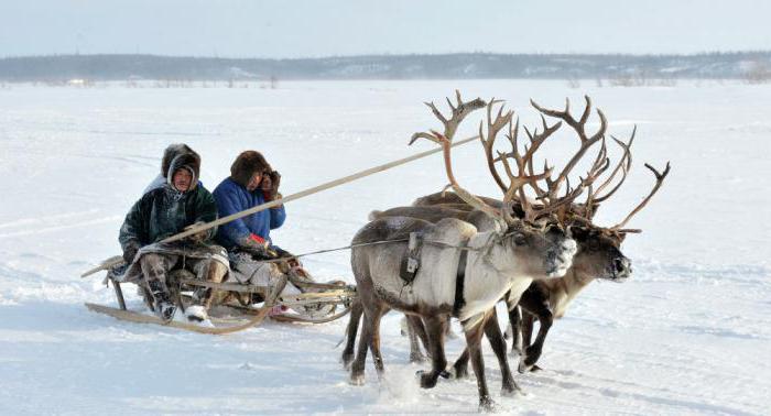 biology of productive animals