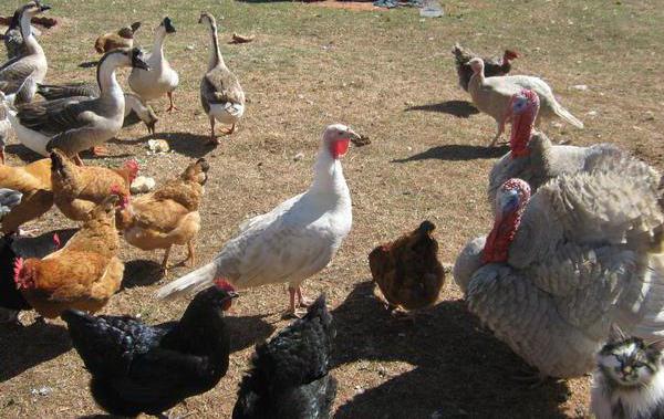 productive animals definition