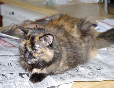 newspaper as a business