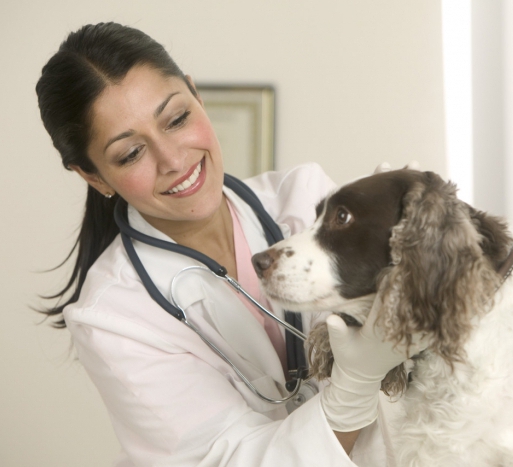 veterinary services