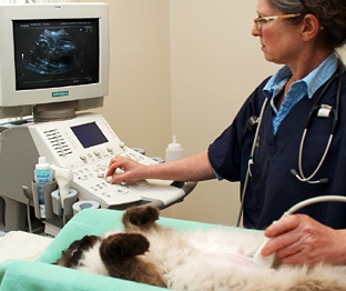 veterinary services