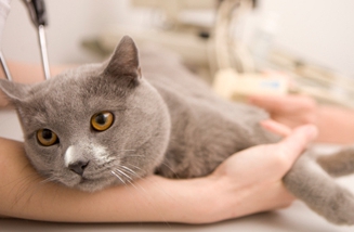 how much do vets earn