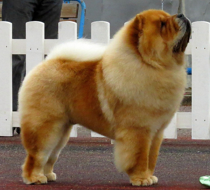 large dog breeds