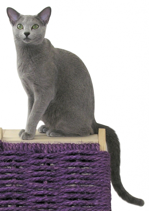 the most expensive cat breed