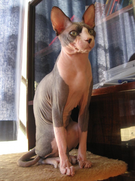 sphynx cats