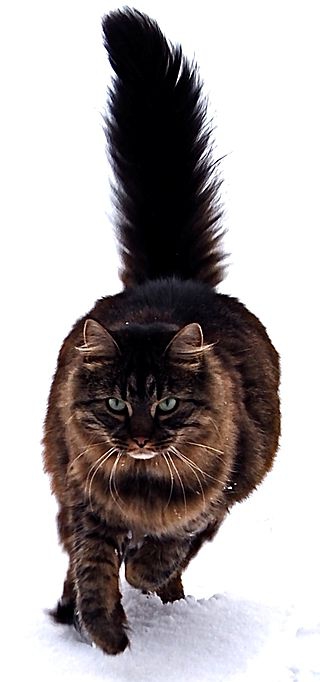 Maine Coon cat breed