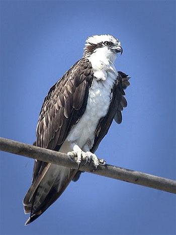 where is the Kostomuksha reserve