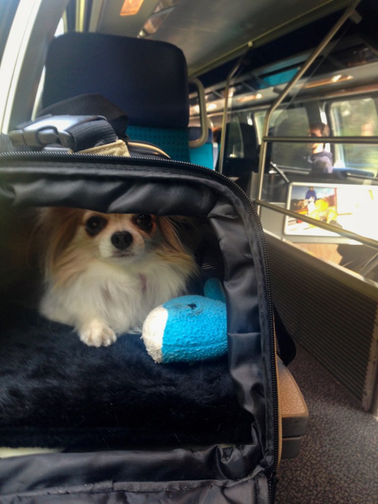 transportation of animals on the train