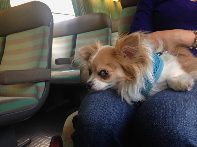 transportation of animals on a train