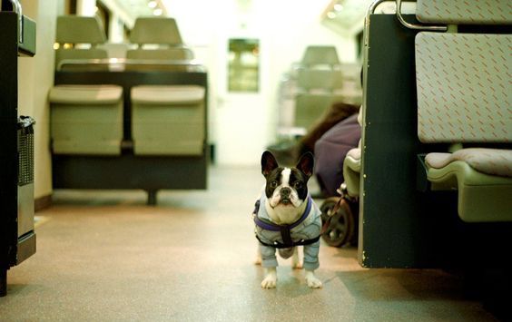 transportation of animals