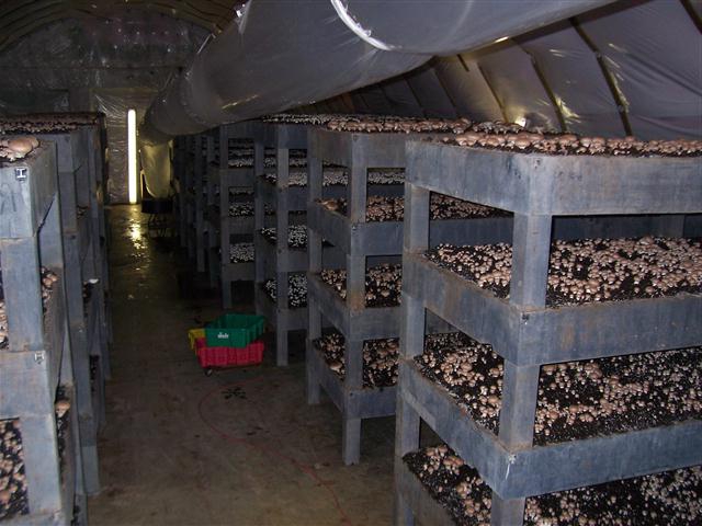 how to grow champignons