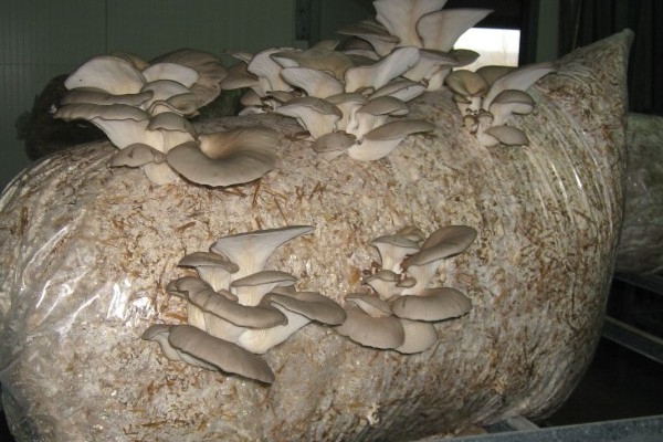 oyster mushroom cultivation