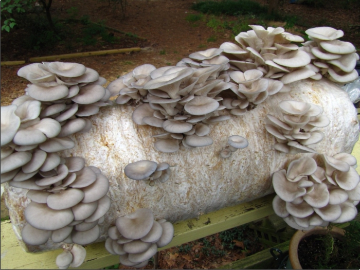 oyster mushroom business plan
