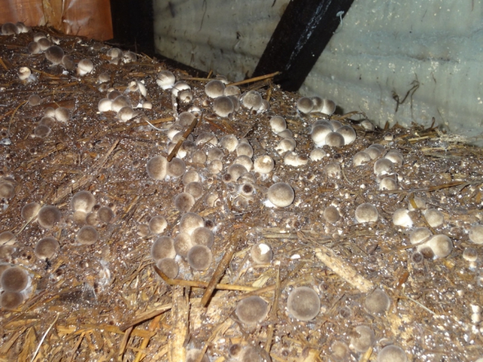 mushroom cultivation at home