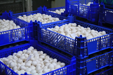 champignon production