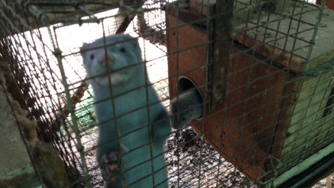 mink farm