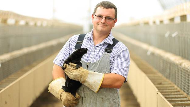 mink breeding profitability