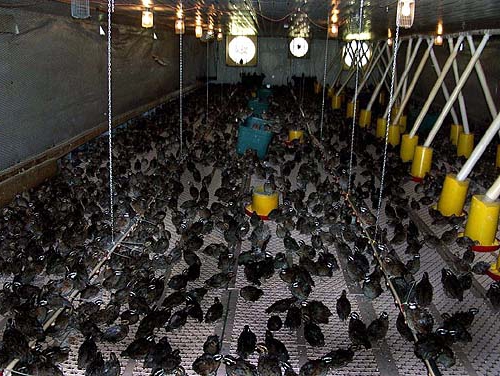 quail farm profitability