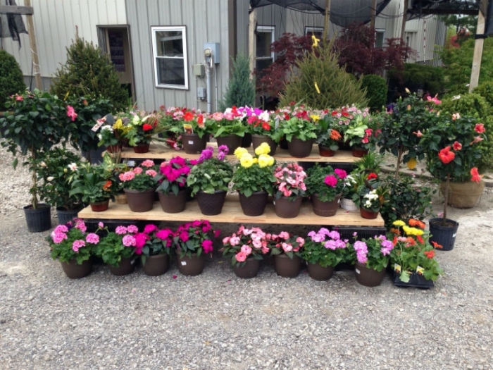 where to buy flowers for sale