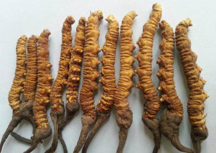 the most expensive mushrooms in the world