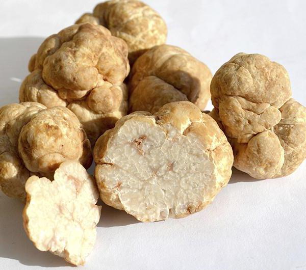 the most expensive mushrooms in the world list