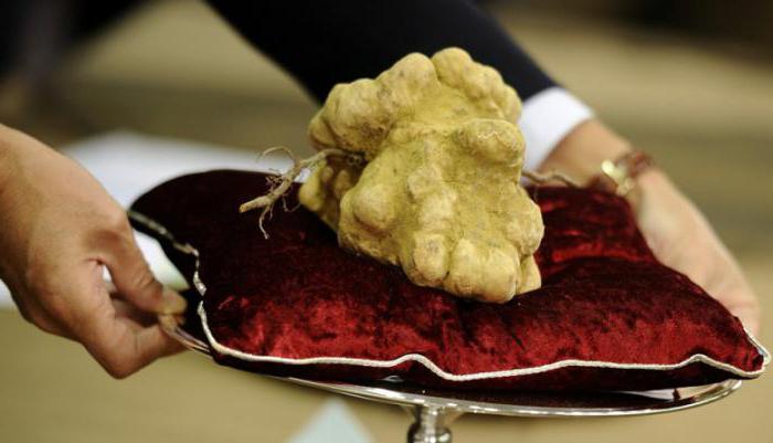 the most expensive mushrooms