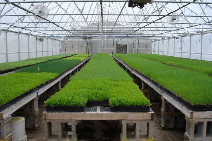 greenhouse business business plan