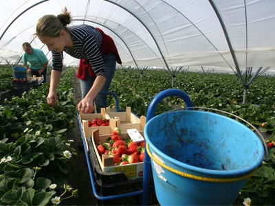 what is more profitable to grow in greenhouses