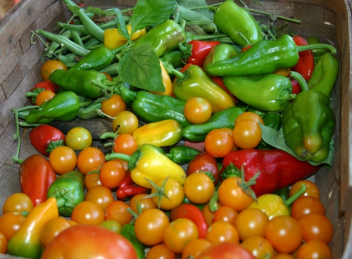 where to start a greenhouse business