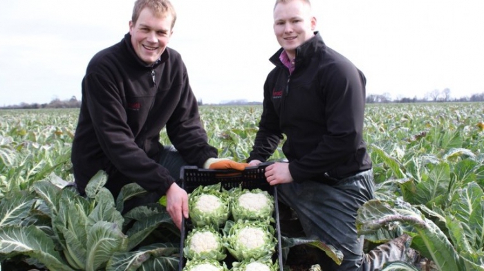 seeds of vegetables and flowers