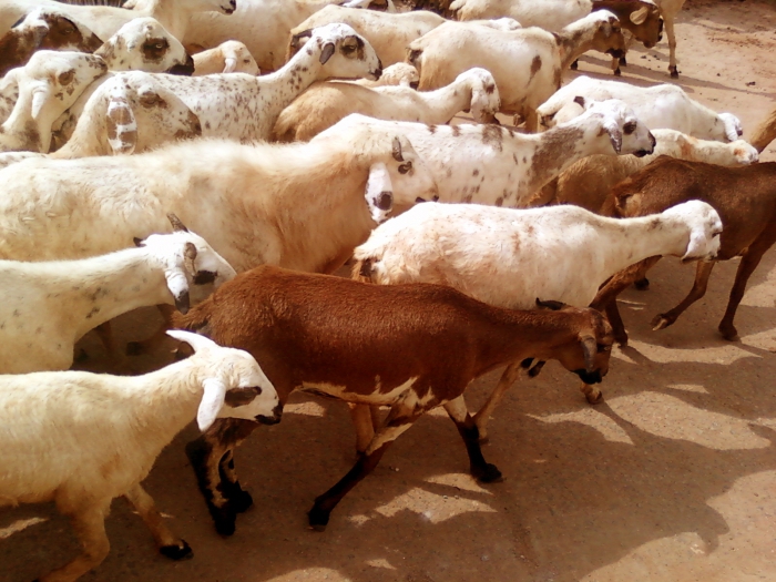 pet food business plan