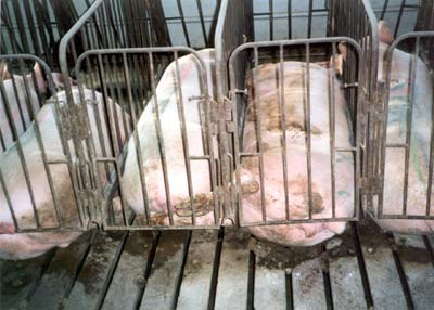 agricultural business