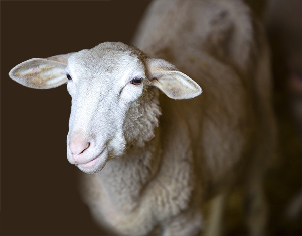 sheep breeding as a business