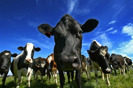 skim milk powder production