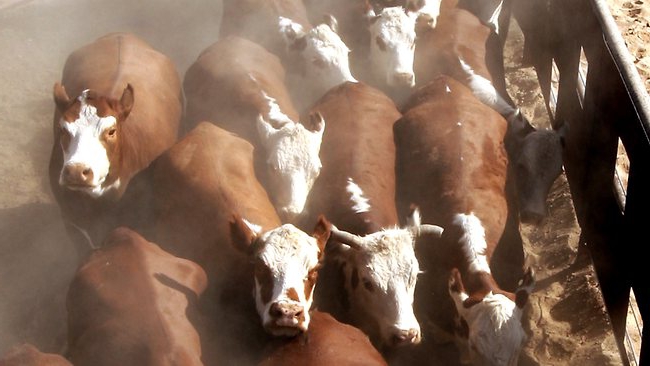 modern cattle breeding