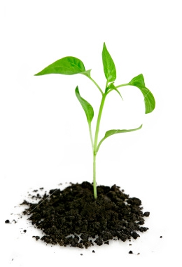 growing seedlings of trees