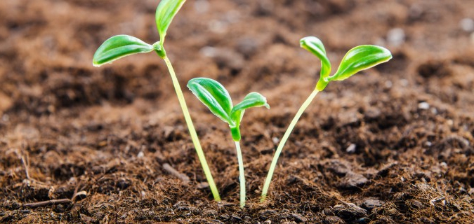 fruit tree seedlings