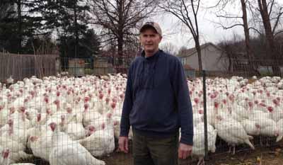 breeding turkeys at home
