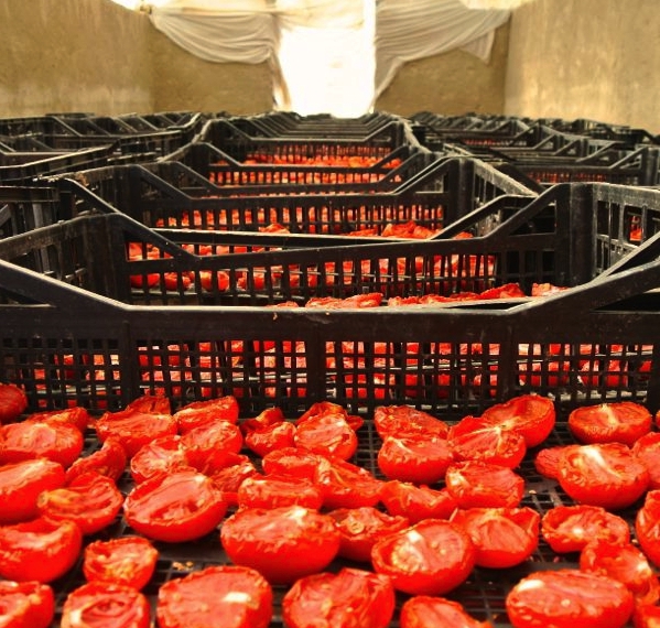 preparing vegetables for production