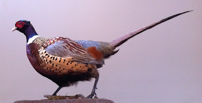 growing pheasants as a business