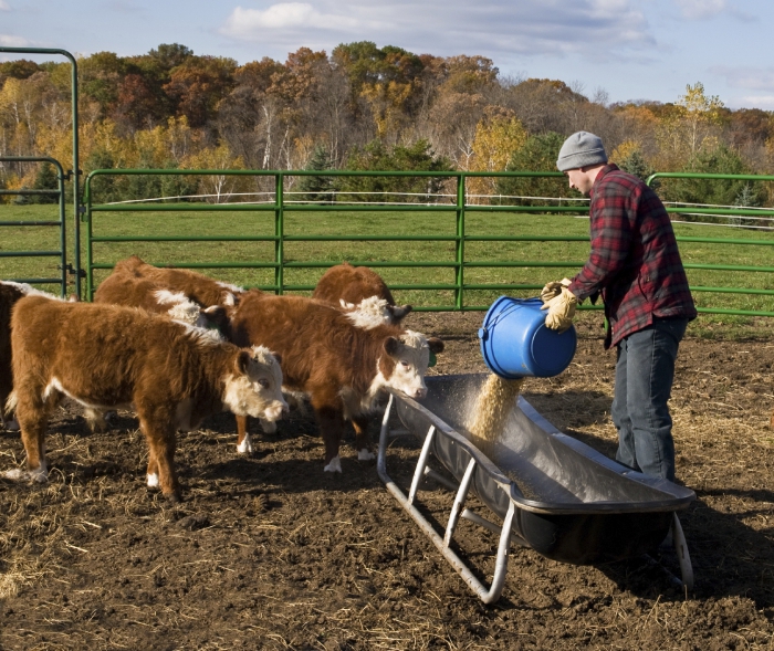 compound feed production at home