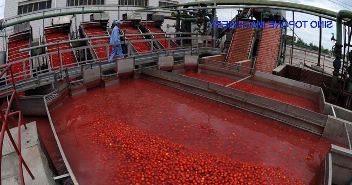 tomato paste production technology
