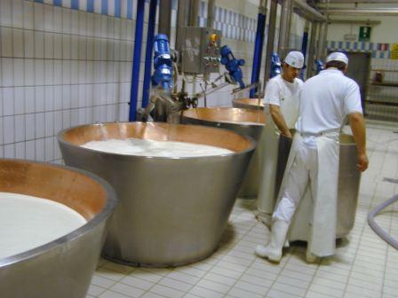 cheese requirements for milk