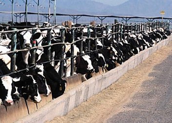 feed production line