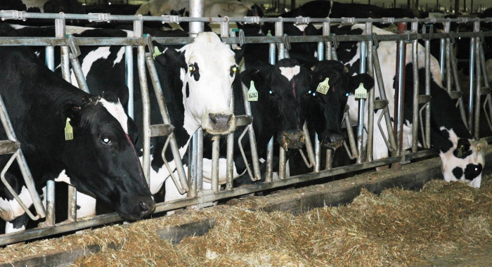 production and sale of milk