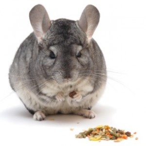 chinchillas breeding business