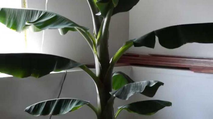 homemade banana tree