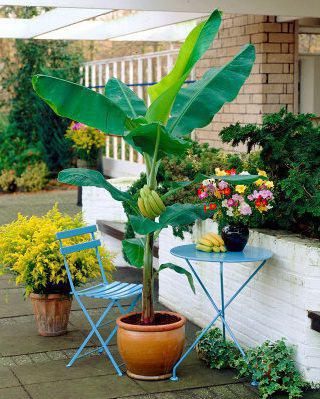 how does a banana tree grow
